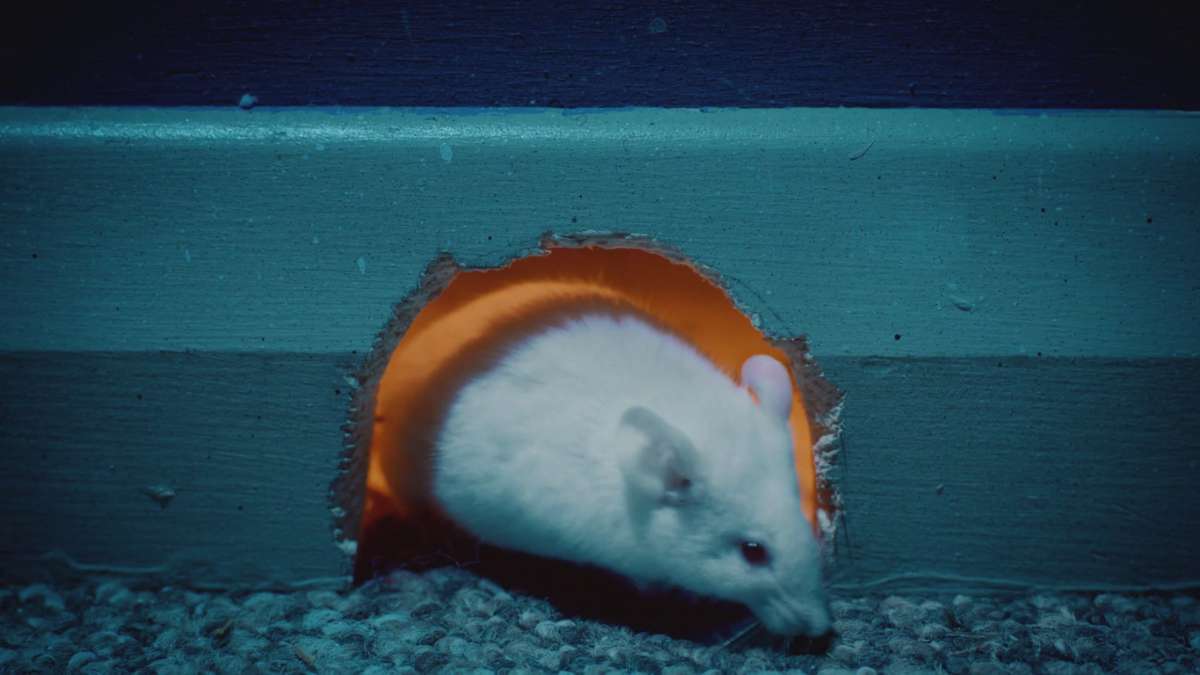 Pawel The Polish Mouse Goes to The Moon