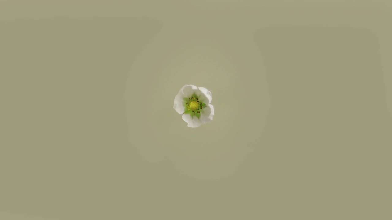 La Botanique des Amours